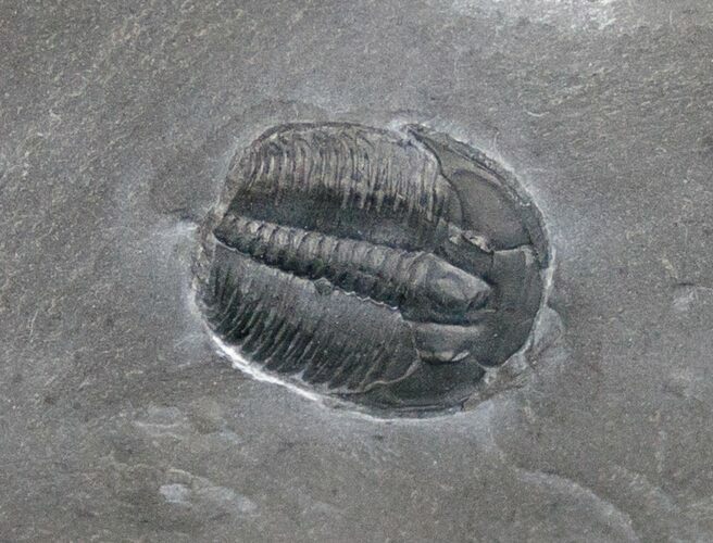 / Elrathia Trilobite In Matrix - Utah #6749